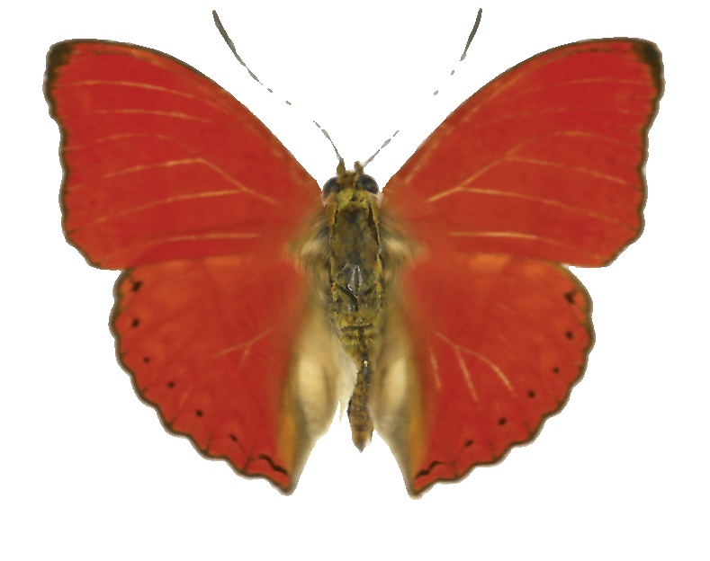 Moth with red wings and golden brown furry body is fluttering its wings.